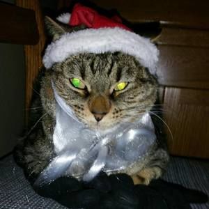 Meet your Posher, Heidi